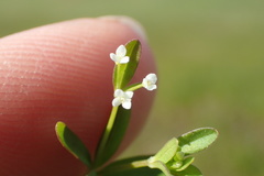 Galium obtusum