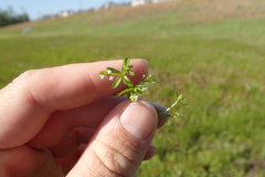Galium obtusum