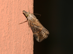 Hypena varialis