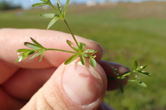 Galium obtusum