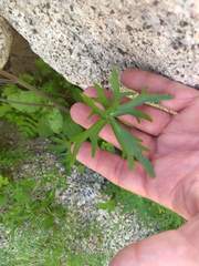 Delphinium parishii subglobosum