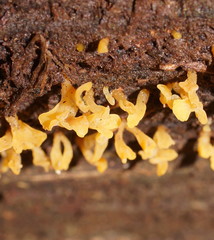 Calocera sinensis
