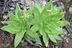 Dudleya candelabrum