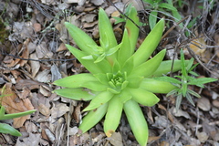 Dudleya candelabrum