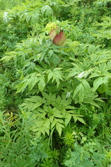 Angelica ursina