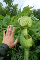 Angelica ursina