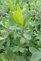 Myrica gale tomentosa