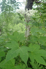 Filipendula camtschatica