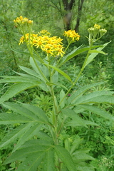 Jacobaea cannabifolia