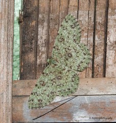 Ophthalmitis herbidaria