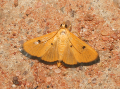 Phostria bistigmalis