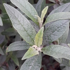 Buddleja davidii