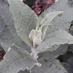 Buddleja davidii