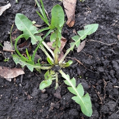 Taraxacum officinale