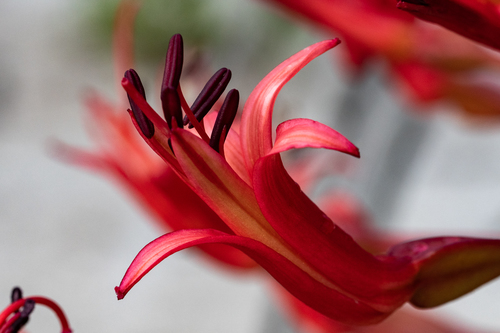Brunsvigia orientalis