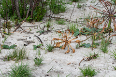 Ammocharis longifolia