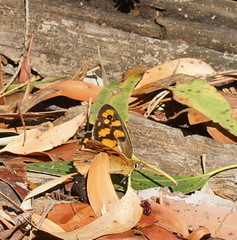 Heteronympha penelope