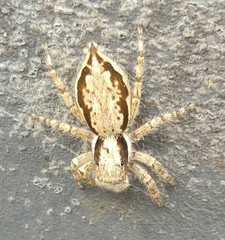 Menemerus bivittatus