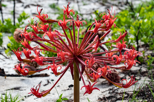 Brunsvigia orientalis