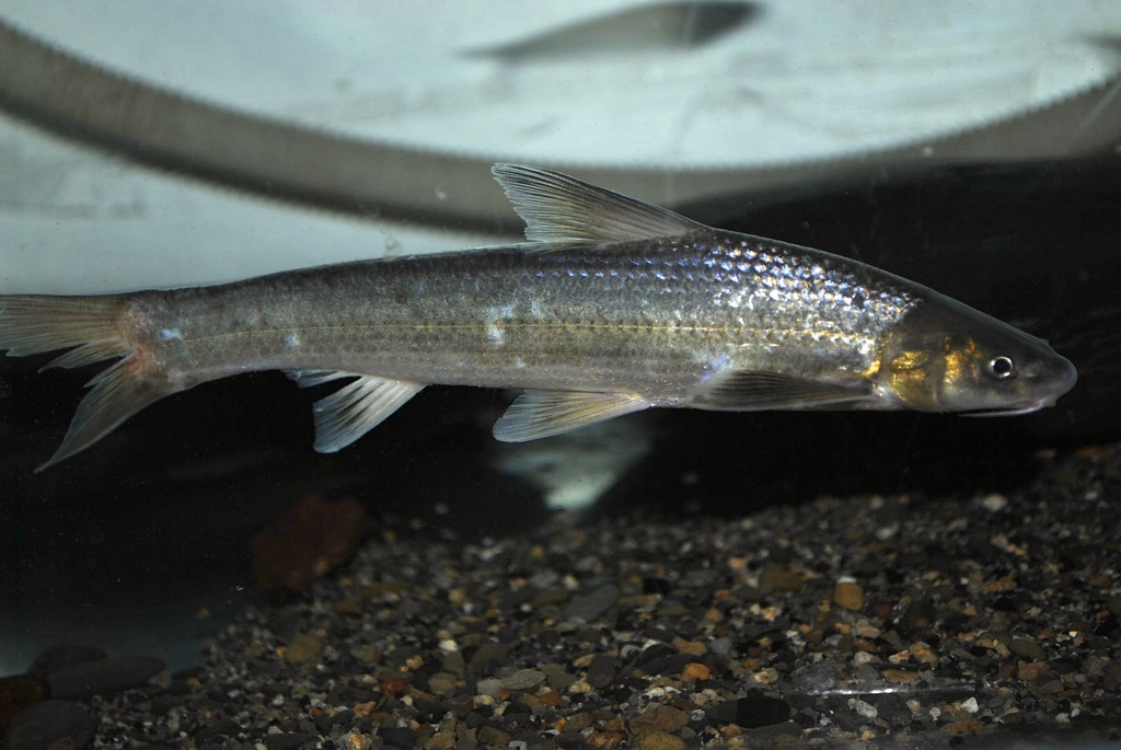 Bronze Gudgeon