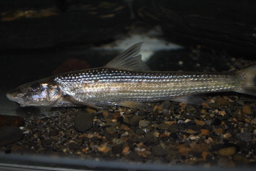 Langsnuit-riviergrondel (Rhinogobio typus) — Cyprinidae