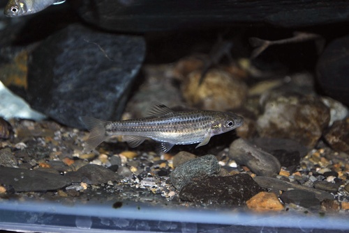 Beardless gudgeon (Gnathopogon imberbis) — Cyprinidae — 3