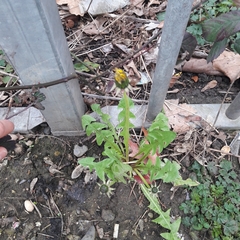 Taraxacum officinale