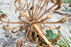 Ammocharis longifolia