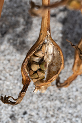 Ammocharis longifolia