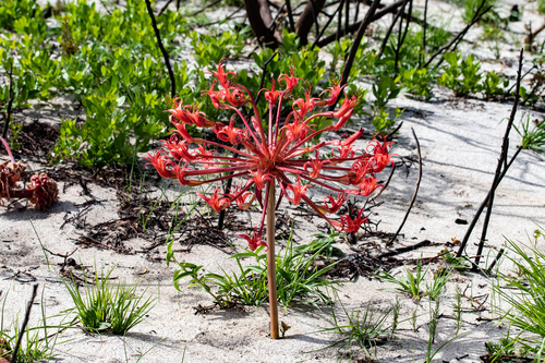 Brunsvigia orientalis