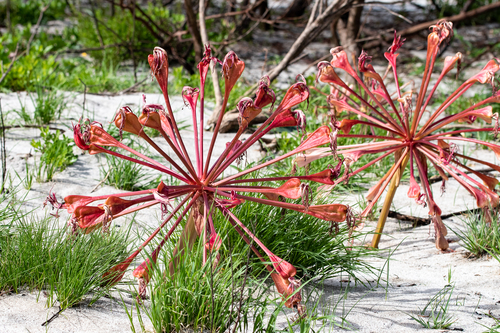 Brunsvigia orientalis