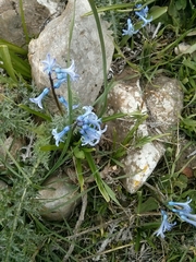 Hyacinthus orientalis