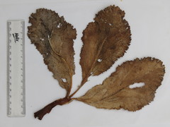 Lichtensteinia trifida
