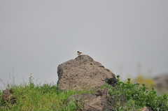 Oenanthe melanoleuca