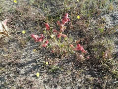 Rumex vesicarius