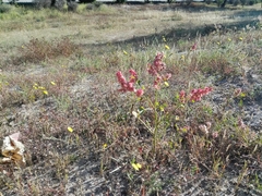 Rumex vesicarius