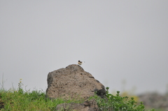 Oenanthe melanoleuca