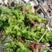 Herniaria cinerea - Photo (c) frankiecoburn,  זכויות יוצרים חלקיות (CC BY-NC), הועלה על ידי frankiecoburn
