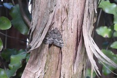 Pseudocoremia indistincta