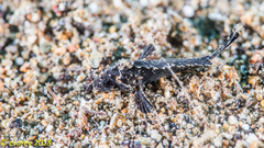 Acanthosphex leurynnis