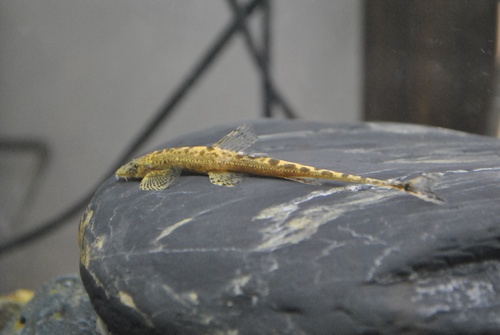 Longtail hillstream loach (Lepturichthys fimbriata) — Balitoridae — 3