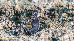 Acanthosphex leurynnis