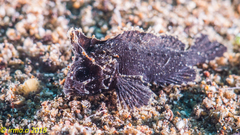 Acanthosphex leurynnis