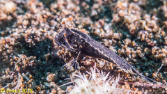 Acanthosphex leurynnis