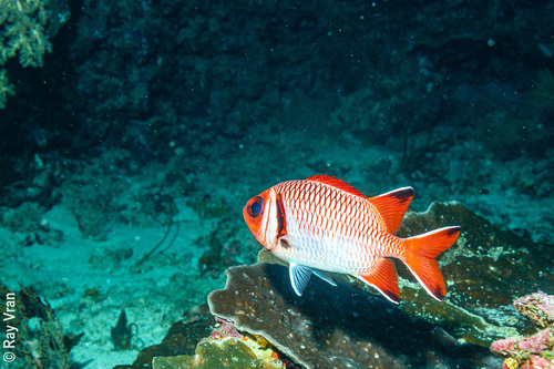 Blacktip soldierfish (Myripristis botche) — Holocentridae