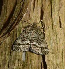 Pseudocoremia indistincta