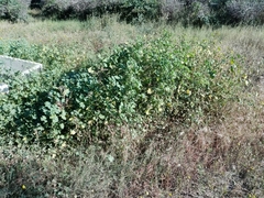 Malva parviflora