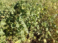 Malva parviflora