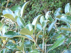Brachyglottis buchananii
