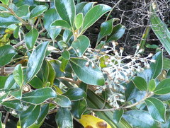 Brachyglottis buchananii